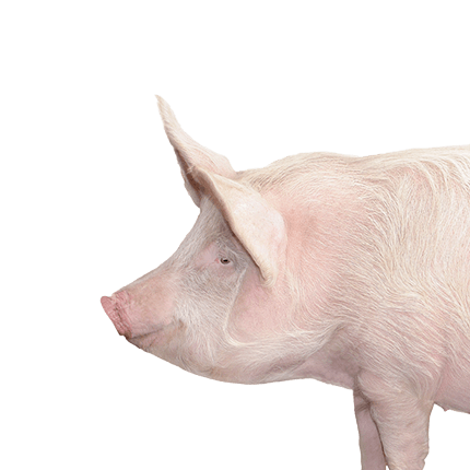 hospodárske zvieratá