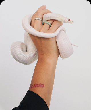 Spoznajte hračky pre mačky, ktoré ich nebudú nudiť