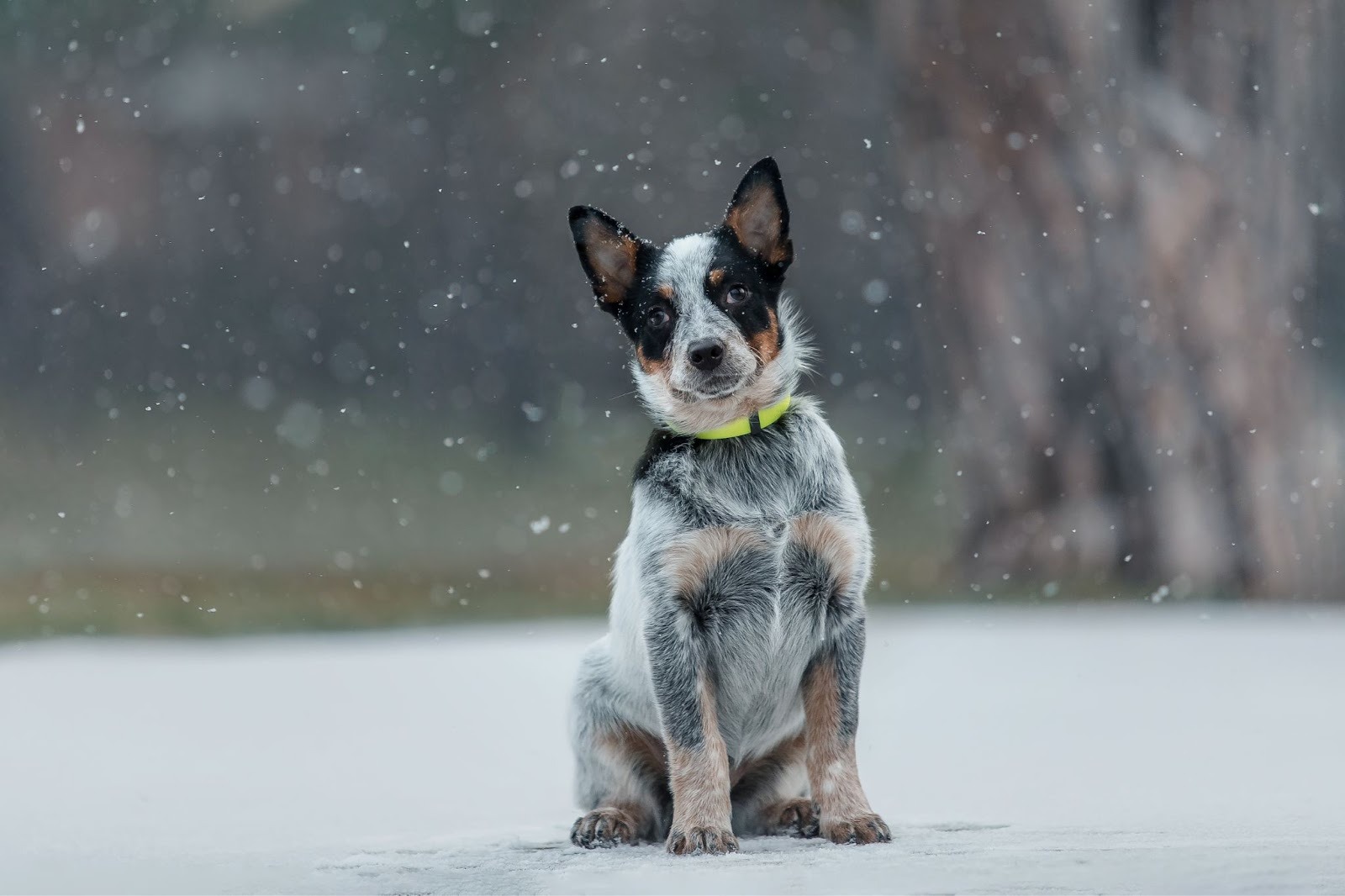pes sediaci na zemi pokrytej snehom