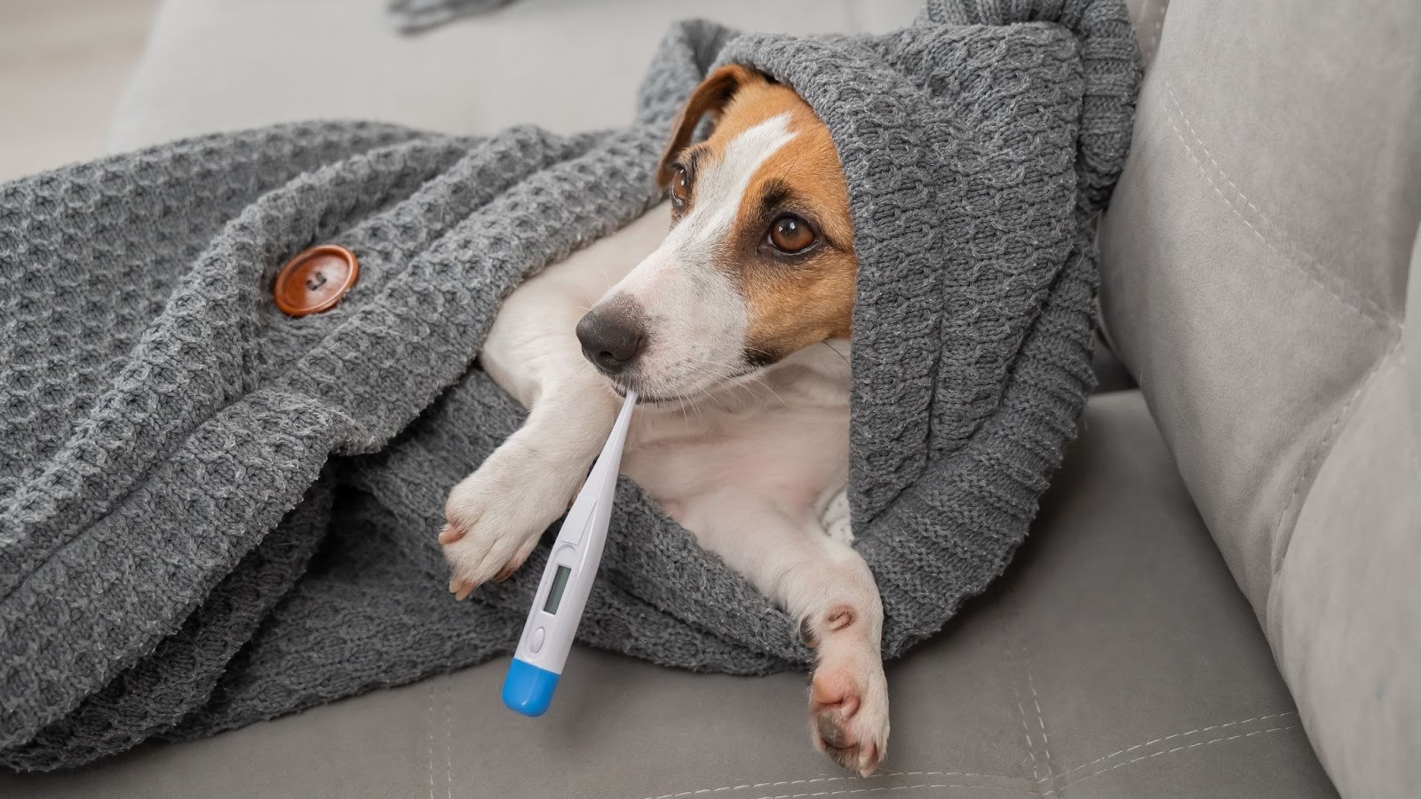 Pes leží na gauči, prikrytý dekou, a v papuli má teplomer