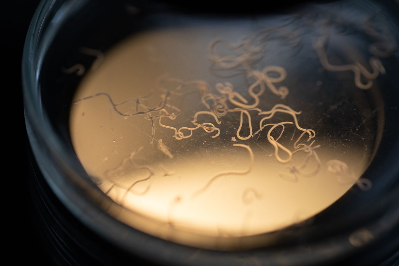 miska s tenkými červami pod mikroskopom