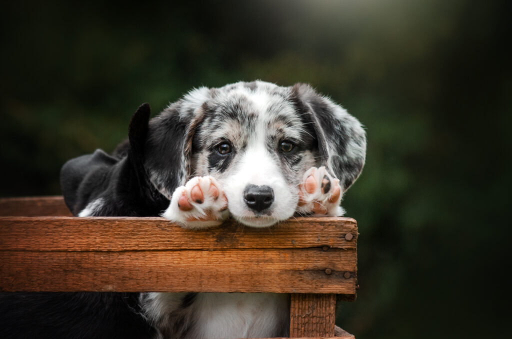 roztomilé šteniatko s labkami položenými na drevenom plote