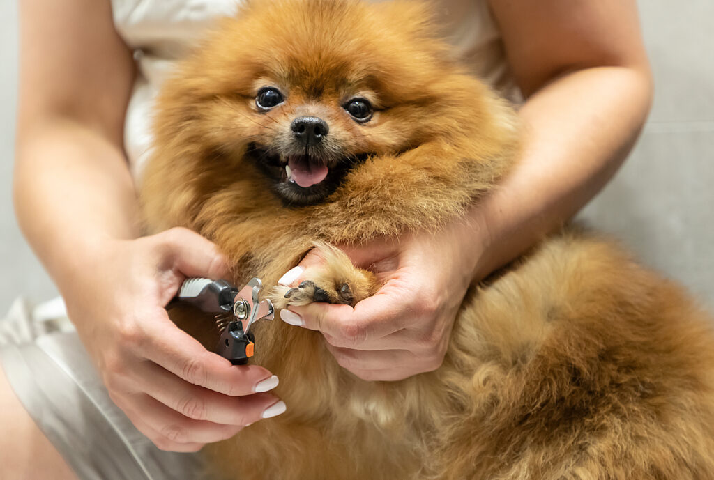 Pomeranian počas strihania pazúrikov
