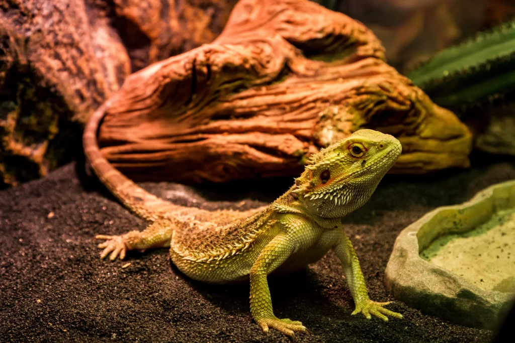 Dospelúá agama bradatá (Pogona vitticeps) žlto-hnedého sfarbenia v teráriu.