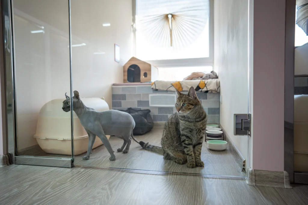 sivá mačka plemena sphynx a klasická mačka sú v presklenej izbe hotela pre zvieratá s miskami, toaletou a odpočívadlom v pozadí