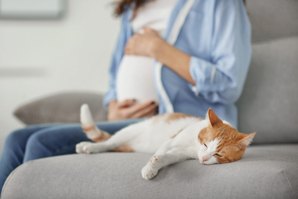 Tehotná žena sedí nagauči, hladká si brucho a vedľa nej leží bielo ryšavá mačka
