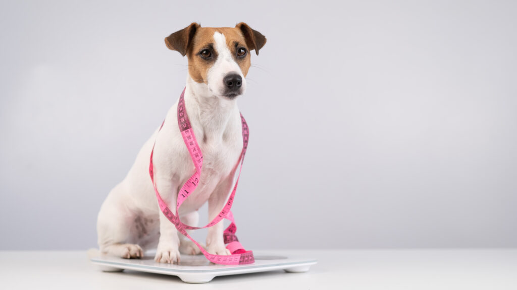 Pes Jack Russel sedí na váhe a okolo truupu má umotaný ružový meter