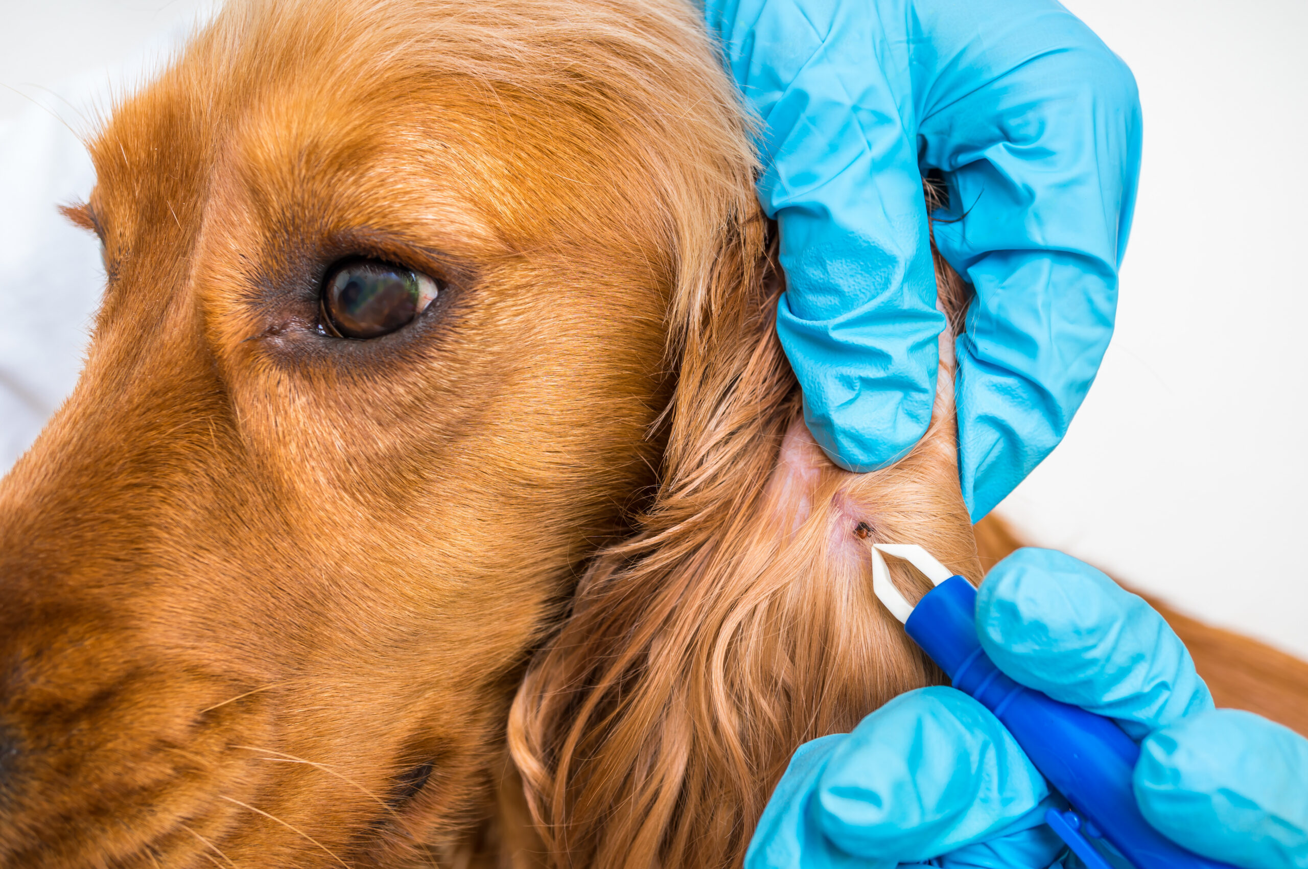 Veterinárny lekár odstraňuje kliešťa z psa plemena kokeršpaniel