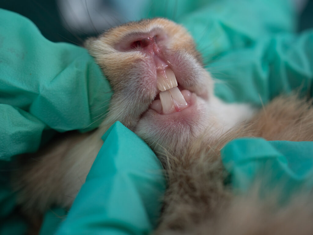vetrinár kontroluje chrup králika pri pravidelnej veterinárnej prehliadke