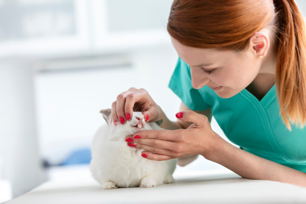 veterinár kontroluje zuby zajaca pri pravidelenej kontrole chrupu